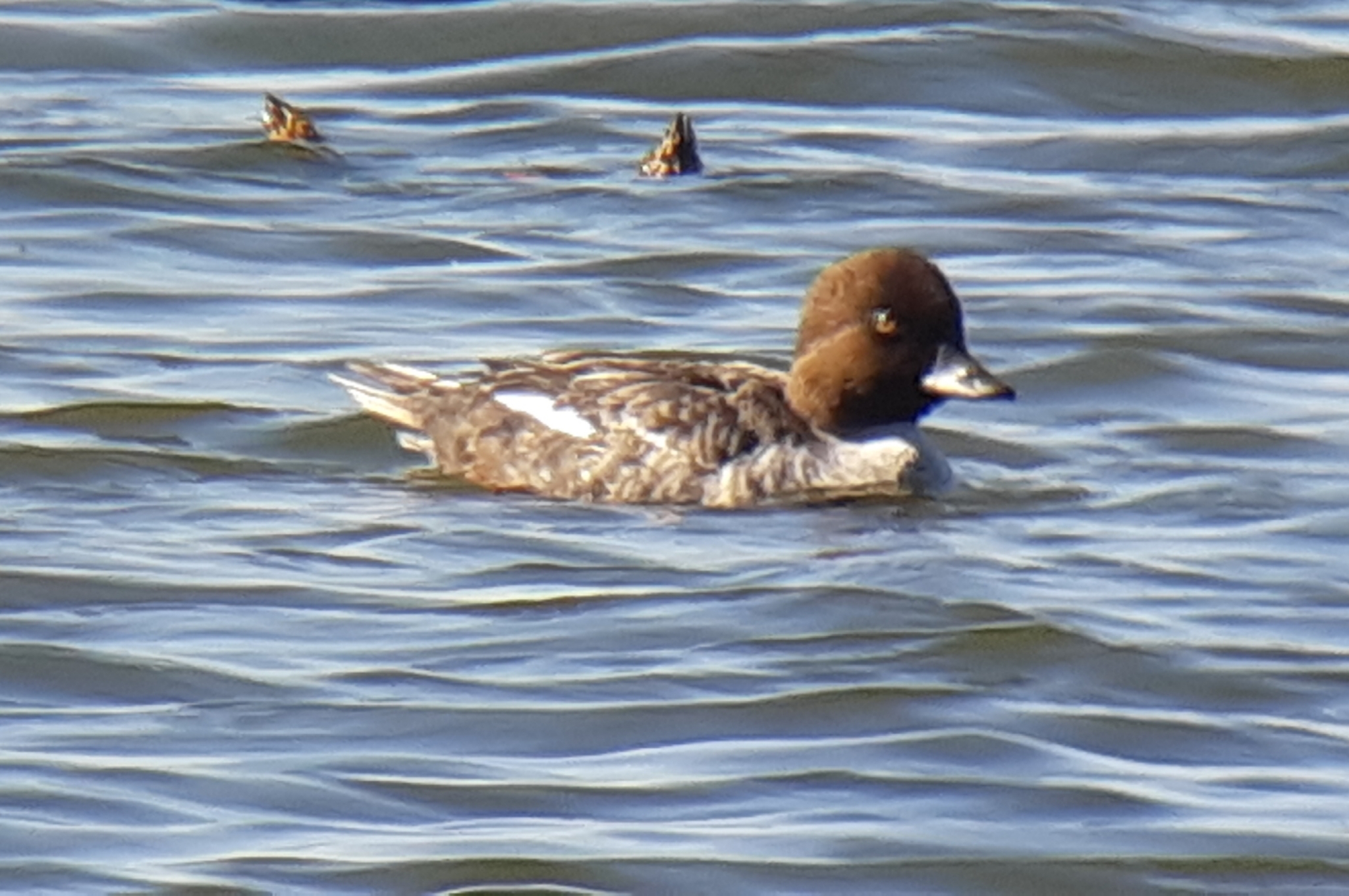 Common Goldeneye