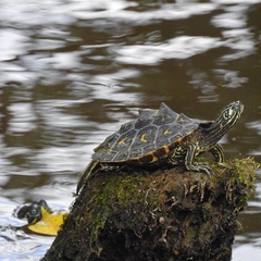 Graptemys flavimaculata