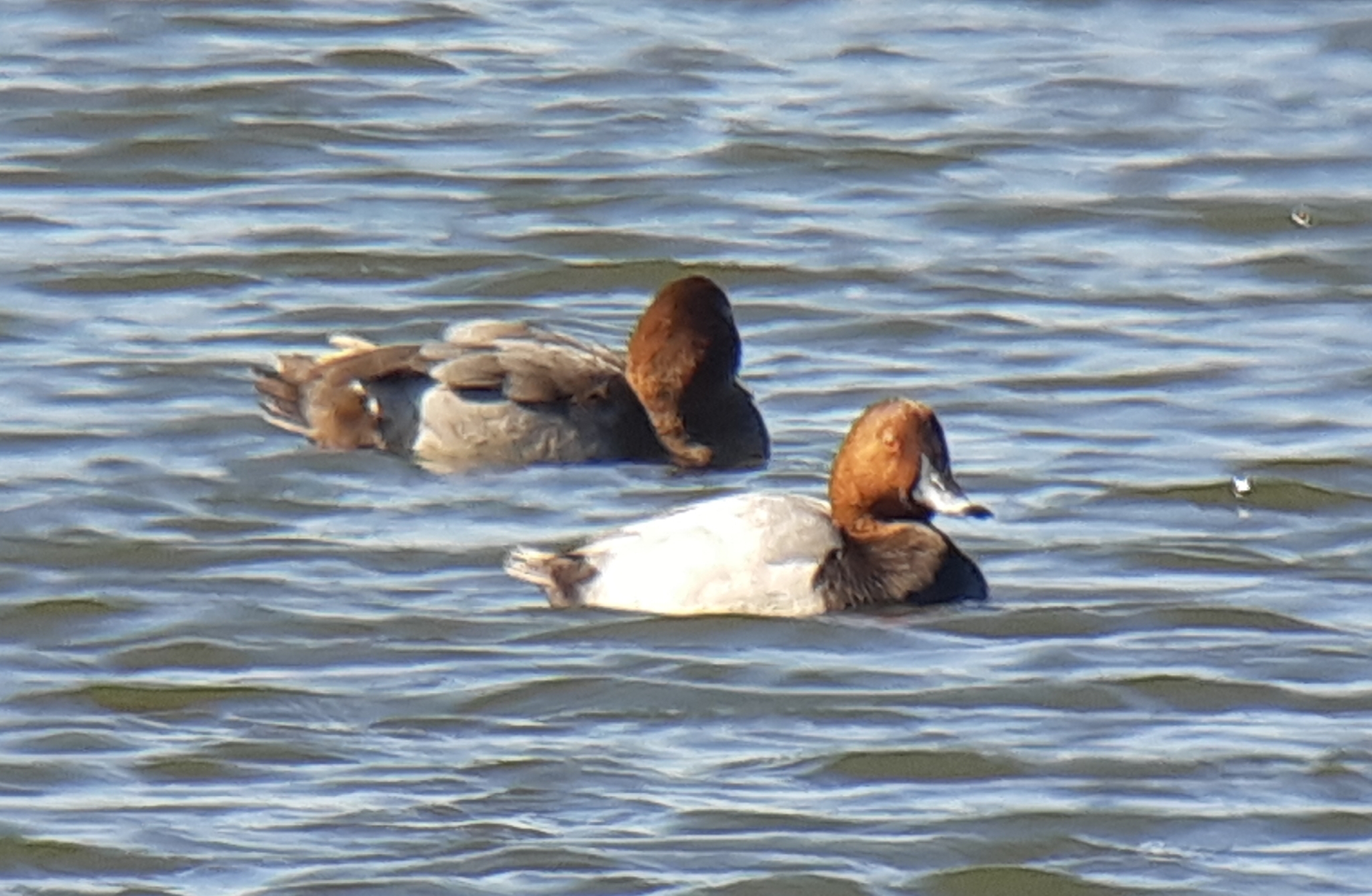 Common Pochard