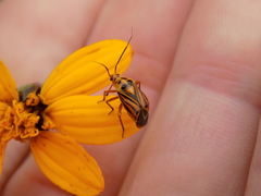 Calocoris barberi