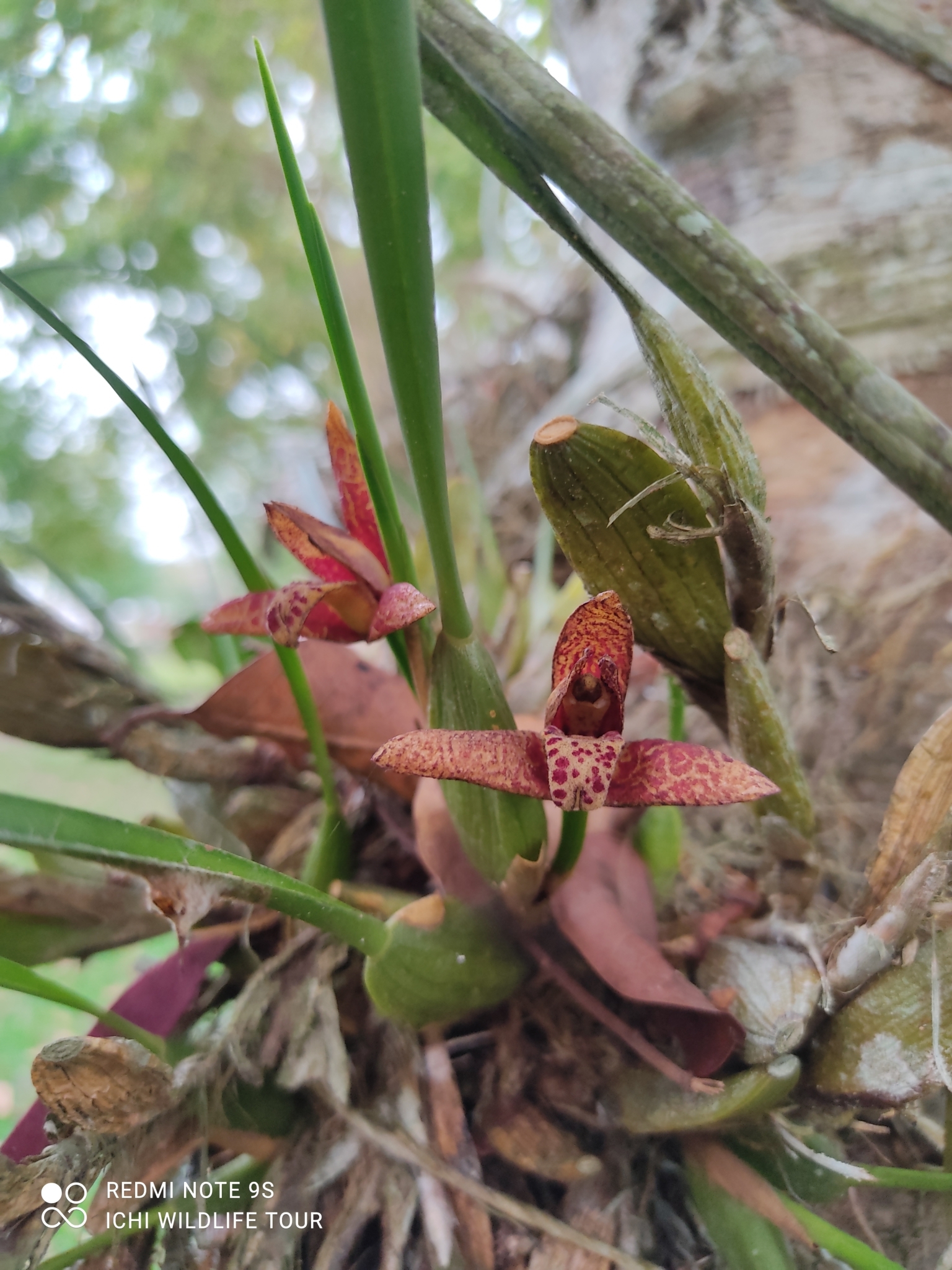 Imagem de Orquídea-da-serra