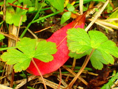 Geranium wilfordii