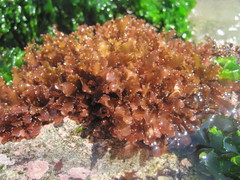 Schottera nicaeensis