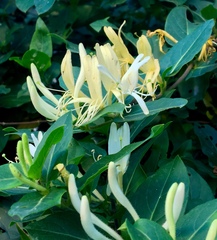 Lonicera japonica
