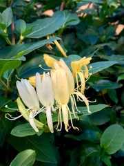 Lonicera japonica