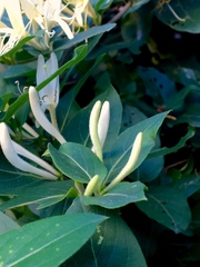 Lonicera japonica