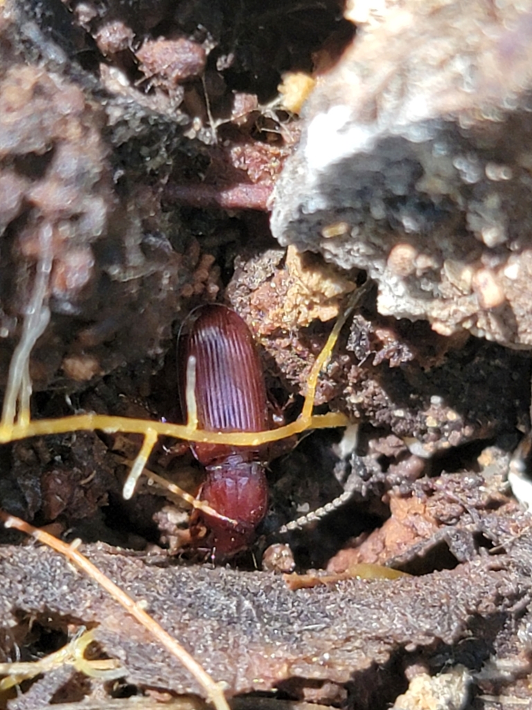 Pterostichus angustus