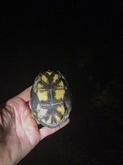 Kinosternon subrubrum subrubrum