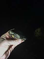Kinosternon subrubrum subrubrum