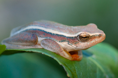 Hyperolius horstockii