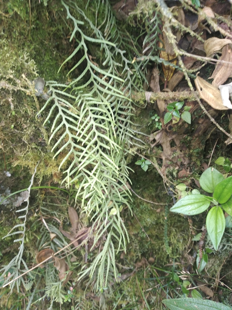 Grammitis flagellipinnata