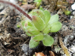 Androsace chamaejasme