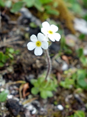 Androsace chamaejasme