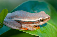 Hyperolius horstockii