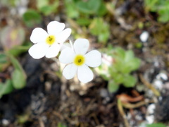 Androsace chamaejasme