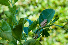 Hyperolius horstockii