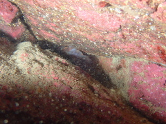 Lepadogaster candolii