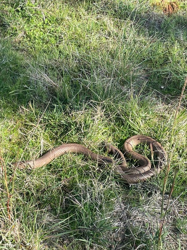 Eastern Brown Snake sighting