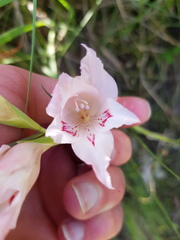 Gladiolus virgatus