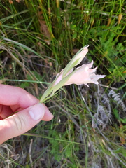 Gladiolus virgatus