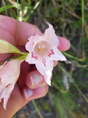 Gladiolus virgatus