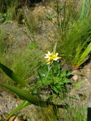 Ixia odorata