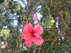 Hibiscus rosa-sinensis