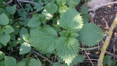 Urtica membranacea