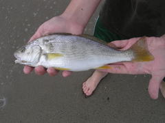 Umbrina roncador