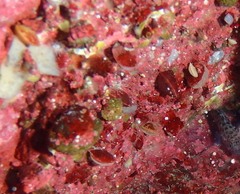 Brachiopoda