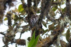 Glaucidium jardinii