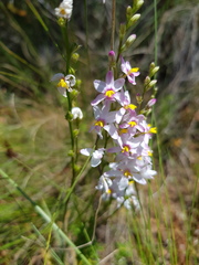 Ixia scillaris scillaris