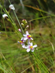 Ixia scillaris scillaris