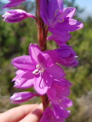Watsonia marginata