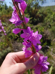 Watsonia marginata