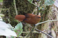 Cinnycerthia unirufa