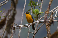 Anisognathus lacrymosus