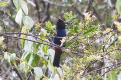 Iridosornis rufivertex