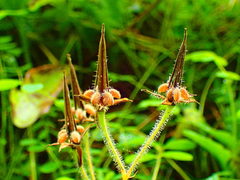 Geranium wilfordii