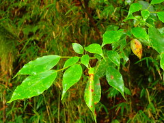 Trochodendron aralioides
