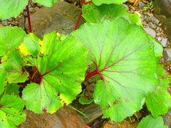 Petasites formosanus