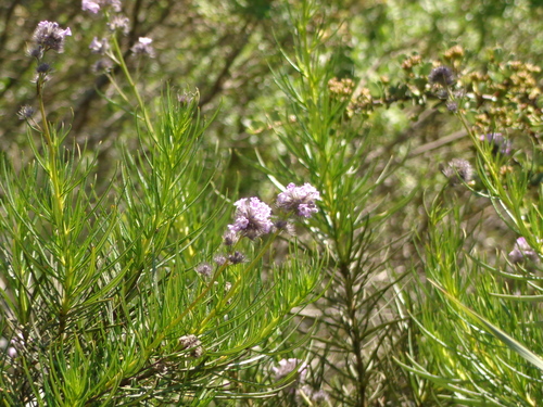 Lompoc yerba santa (Eriodictyon capitatum)