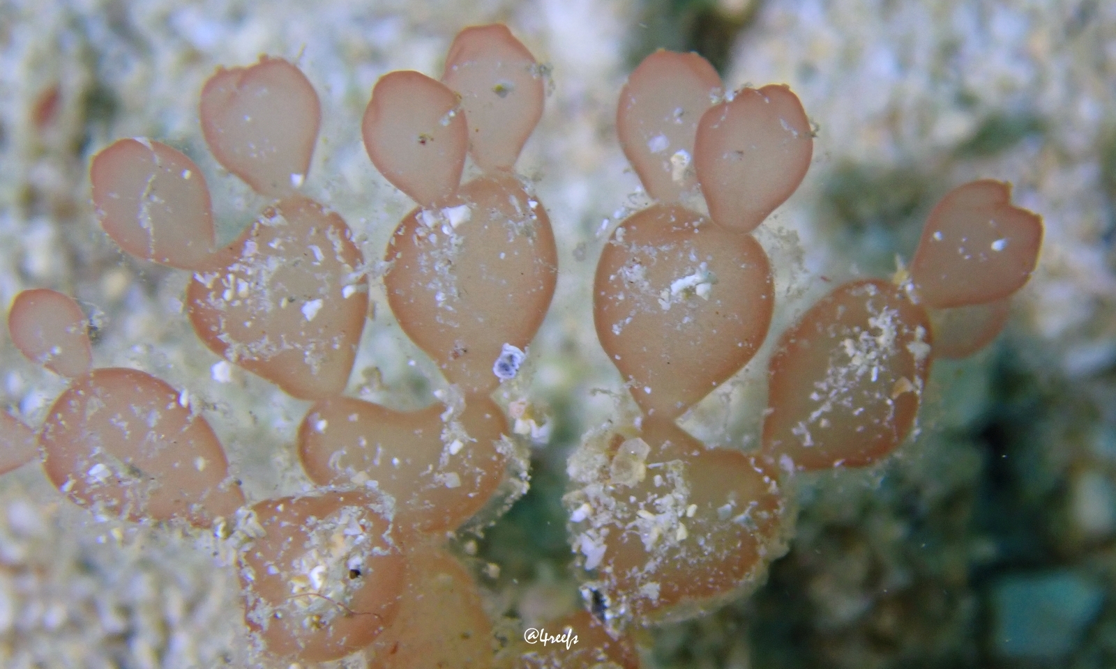 Scinaia hormoides