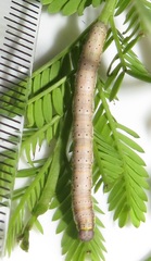 Chiasmia brongusaria