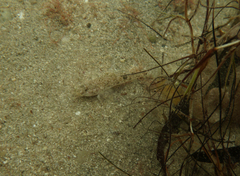 Favonigobius lateralis