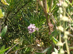 Eriodictyon capitatum