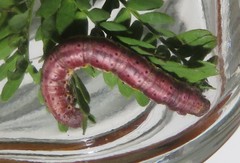 Chiasmia brongusaria