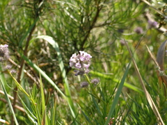 Eriodictyon capitatum
