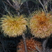 Banksia sphaerocarpa caesia - Photo (c) geoffbyrne, algunos derechos reservados (CC BY-NC)