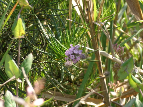 Eriodictyon capitatum, photograph 6